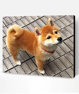 Shiba Inu Dog Paint By Number