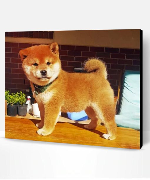 Shiba Inu Puppy Paint By Number