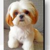 Shih Tzu Paint By Number