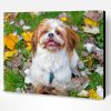Shih Tzu Puppy Paint By Number