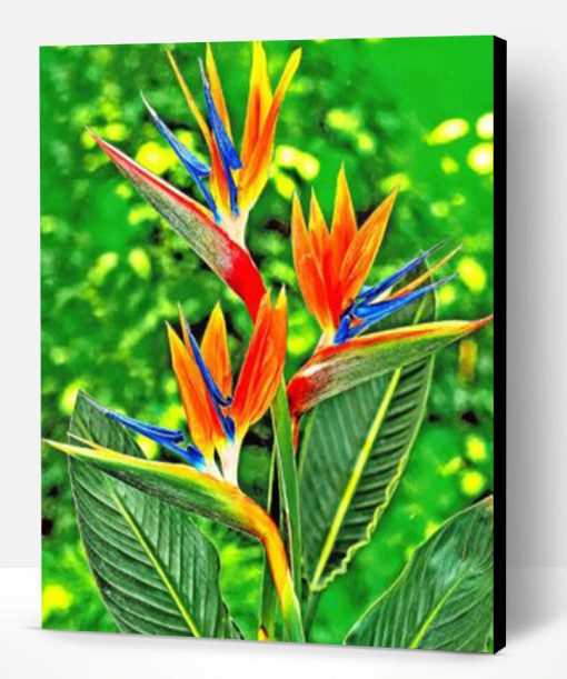 Bird Of Paradise Paint By Number