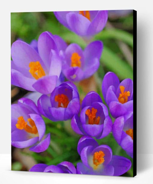 Crocus Vernus Plants Paint By Number