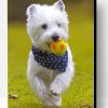 West Highland White Terrier Playing Paint By Number