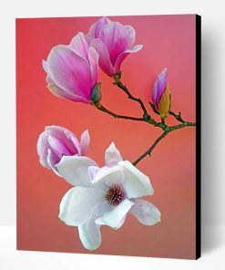 White And Pink Magnolia Flowers Paint By Number