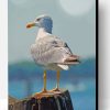 White Seagull Bird Paint By Number