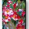 Wild Camellias Paint By Number