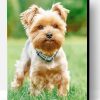 Yorkshire Terrier Paint By Number