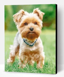 Yorkshire Terrier Paint By Number