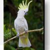 Sulphur Crested Cockatoo On Tree paint by numbers