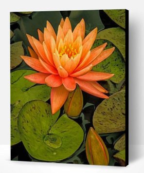 Orange Water Lily Flower Paint By Number