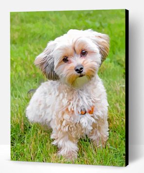 Morkie Puppy Paint By Number