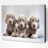 Aesthetic Weimaraner Puppies Paint By Number