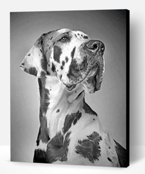 Black And White Great Dane Paint By Number