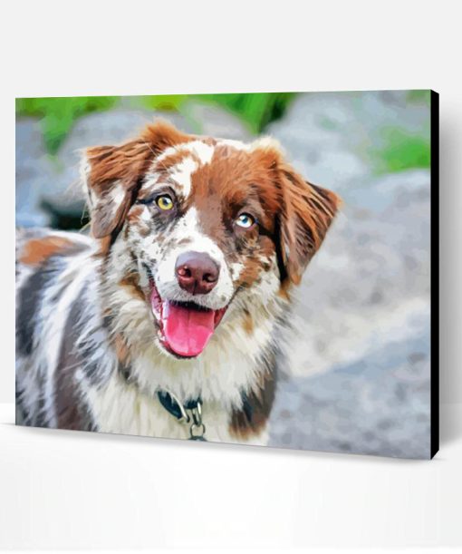 Australian Shepherd Paint By Number