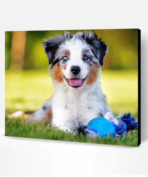 Australian Shepherd Dog Paint By Number