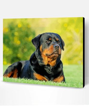 Rottweiler Paint By Number