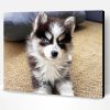 Pomsky Puppy Paint By Number