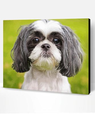 Black And White Shih Tzu Paint By Number