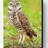 Burrowing Owl Bird Paint By Number
