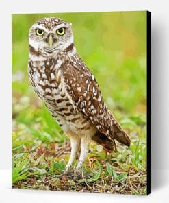 Burrowing Owl Bird Paint By Number