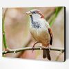 Close Uo House Sparrow Bird Paint By Number