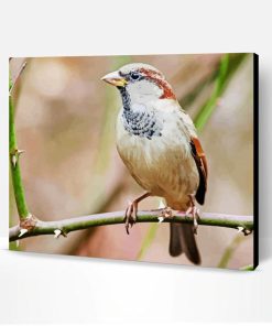Close Uo House Sparrow Bird Paint By Number