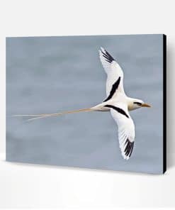 Red Tailed Tropic Bird Paint By Number