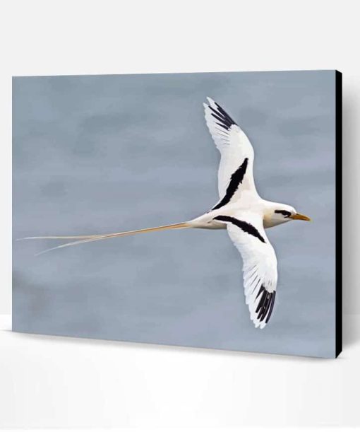 Red Tailed Tropic Bird Paint By Number