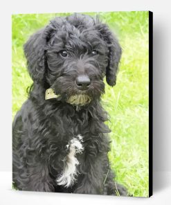 Schnoodle Dog Paint By Number