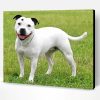 White Staffy Dog Paint By Number