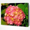 Yellow And Pink Hydrangeas Paint By Number