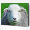 Adorable Herdwick Sheep Paint By Number