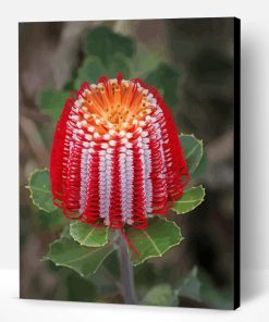 Aesthetic Banksia Paint By Number
