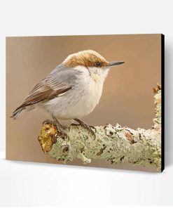 Aesthetic Brown Headed Nuthatch Paint By Number