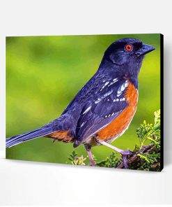 Black Towhee Bird Paint By Number