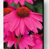 Echinacea Pink Flowers Paint By Number