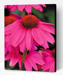 Echinacea Pink Flowers Paint By Number