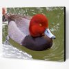 Redhead Bird Duck Paint By Number