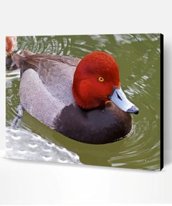 Redhead Bird Duck Paint By Number