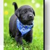 Black Labrador Retriever Puppy Paint By Numbers
