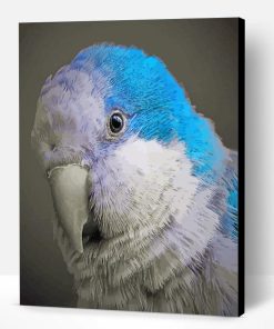 Blue Quaker Parrot Head Paint By Number