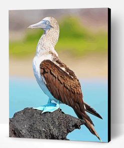 Blue Footed Booby Paint By Numbers
