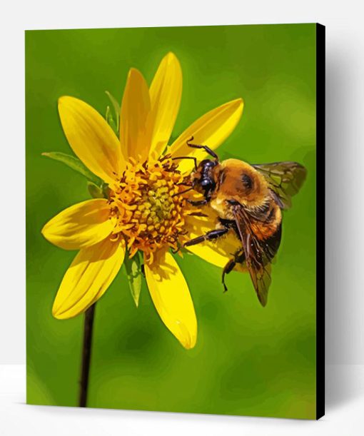 Bumble Bee Insect Paint By Number