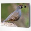 California Quail Paint By Numbers