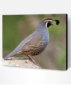 California Quail Paint By Numbers