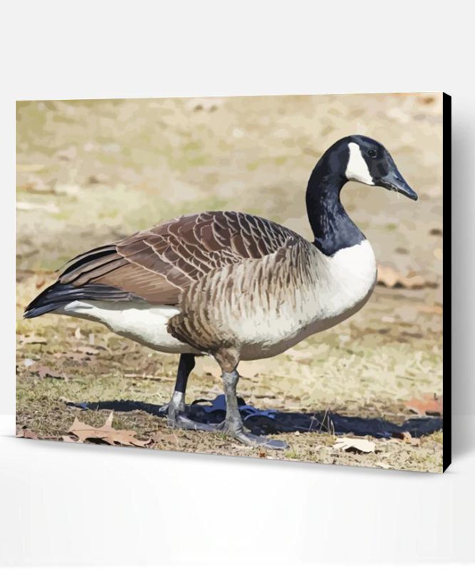 Canadian Goose Paint By Numbers