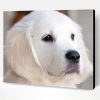 Close Up White Retriever Puppy Paint By Numbers