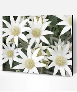 Flannel Flowers Plant Paint By Numbers