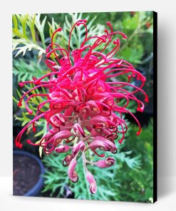 Grevillea Plant Paint By Numbers