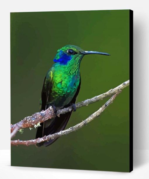 Mexican Violetear Paint By Number